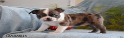 Boston Terrier dogs for sale: Luna - Ad 2