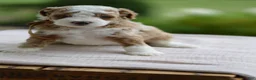 Mini Goldendoodle dogs for sale: October - Ad 6