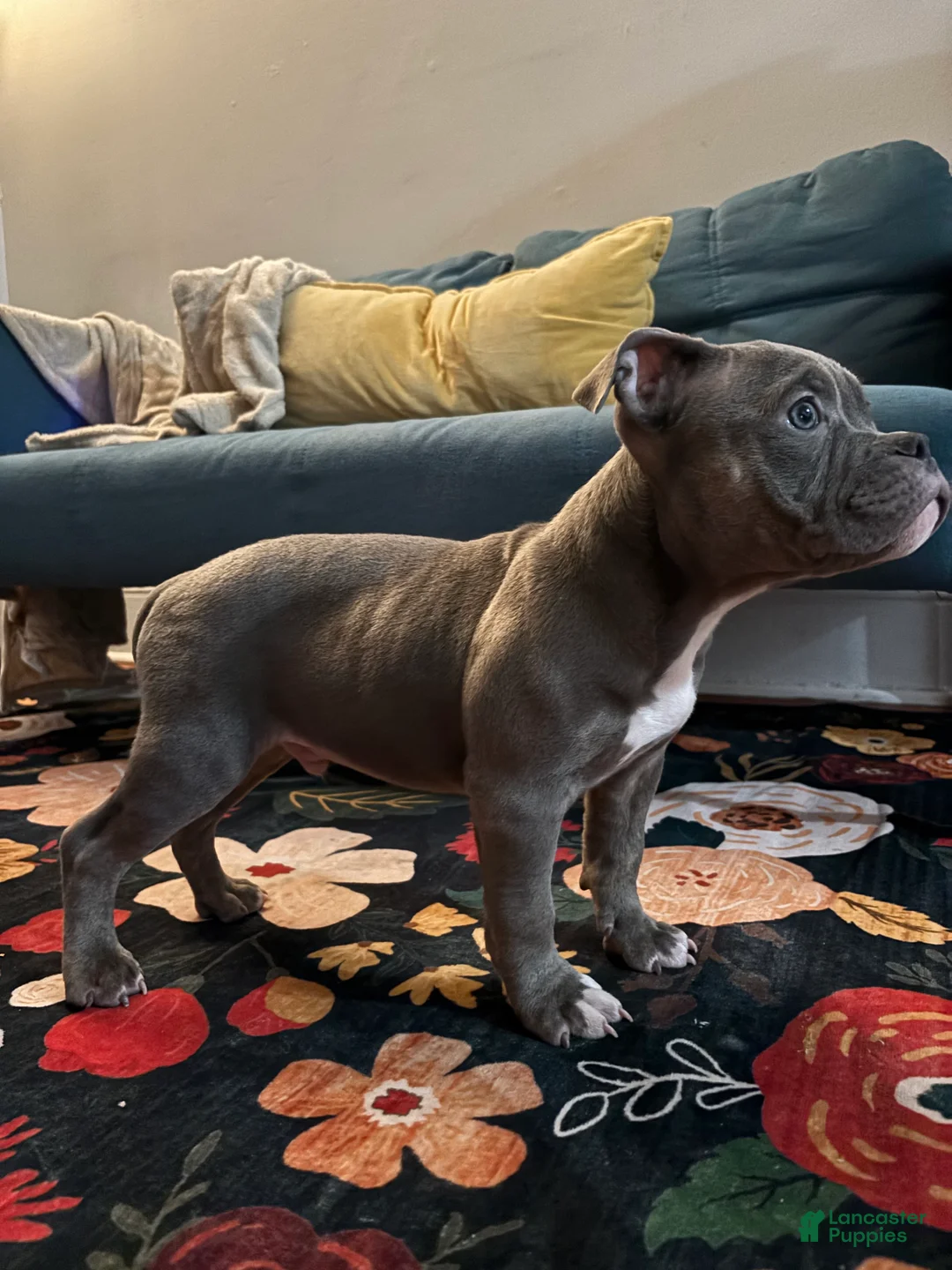 American Bully dogs for sale: El - Ad 1
