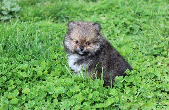 Pomeranian dogs Casper  - Ad 2