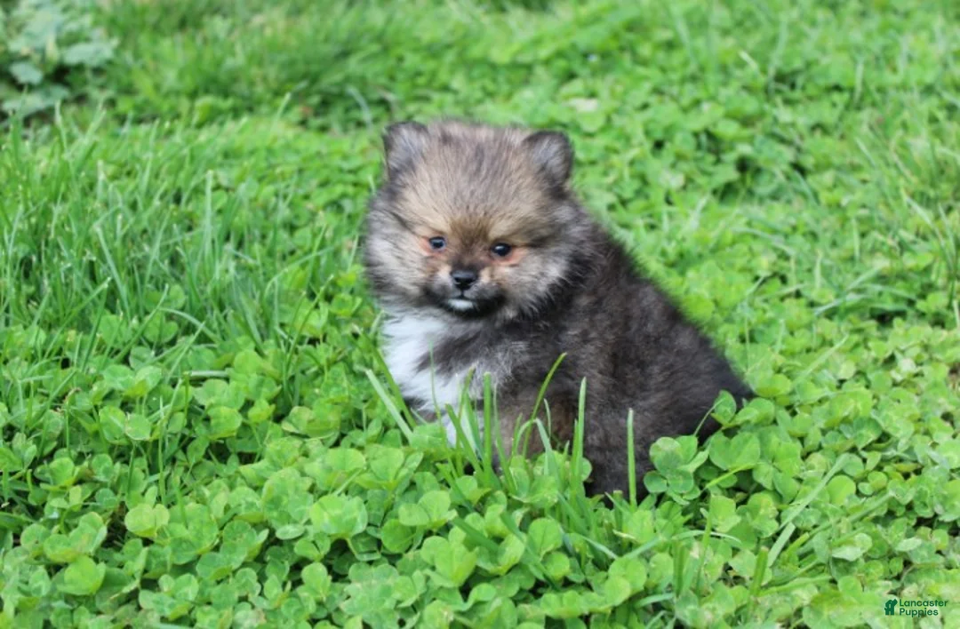 Pomeranian dogs for sale: Casper  - Ad 2