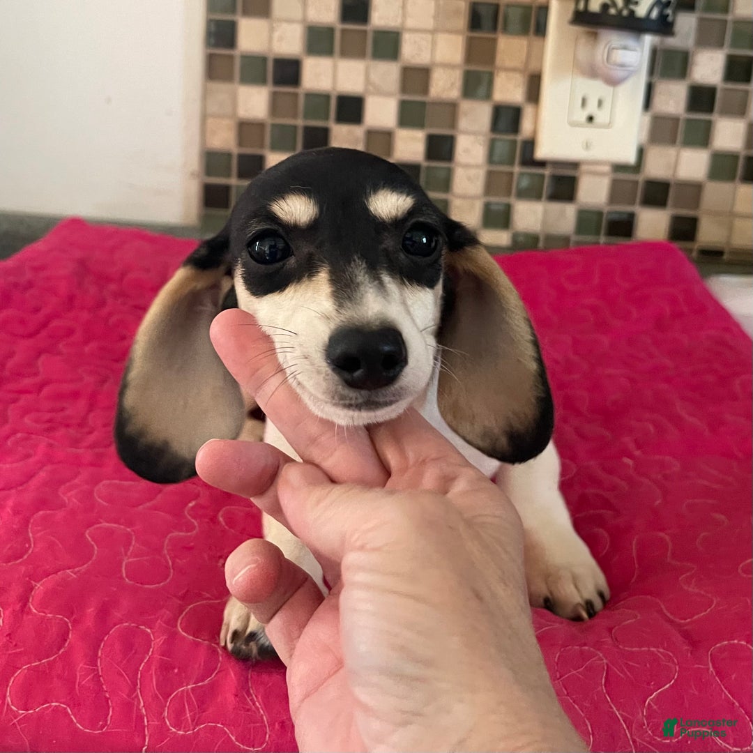 Dachshund dogs for sale: Maple - Ad 3