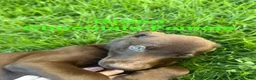 Labrador Retriever dogs for sale: Green - Ad 3