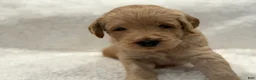 Goldendoodle dogs for sale: Goldendoodle Puppy 1 - Ad 2