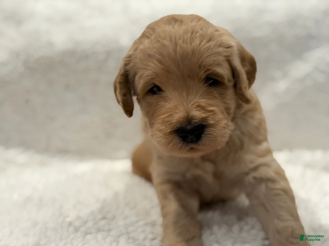 Goldendoodle dogs for sale: Goldendoodle Puppy 1 - Ad 2