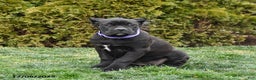 Cane Corso dogs for sale: Meadow - Ad 4