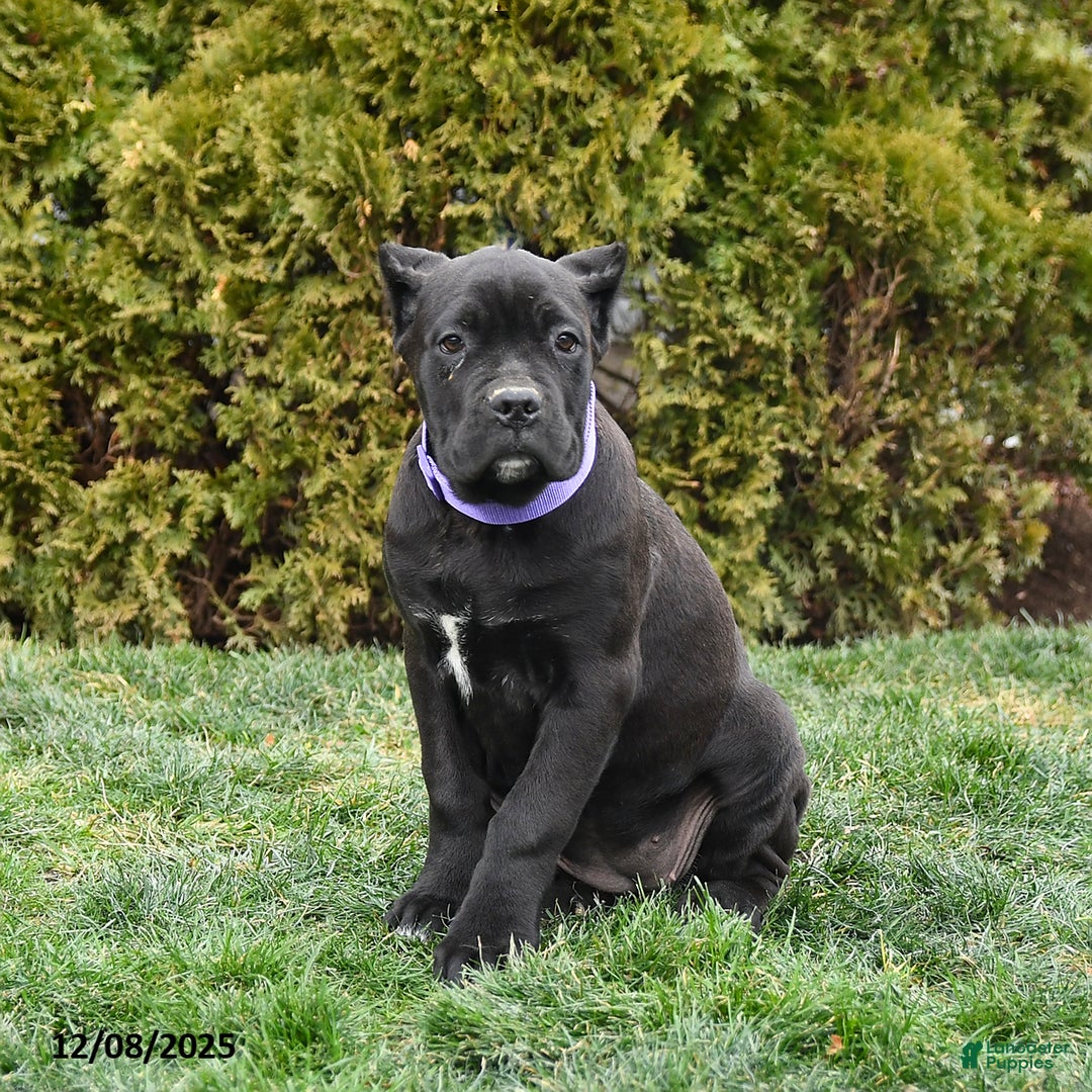 Cane Corso dogs for sale: Meadow - Ad 4