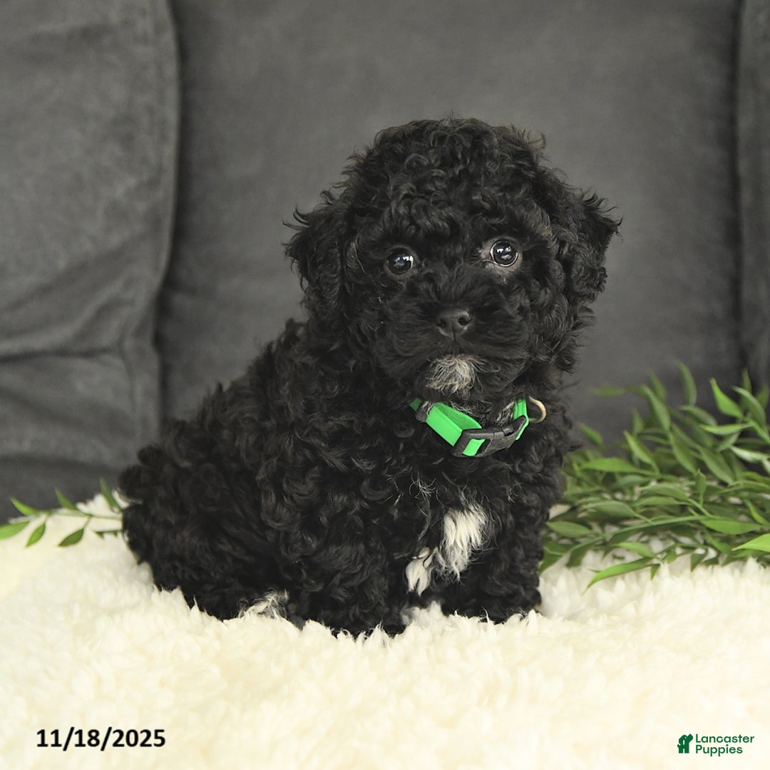 Mixed Breed dogs for sale: Moses - Ad 3