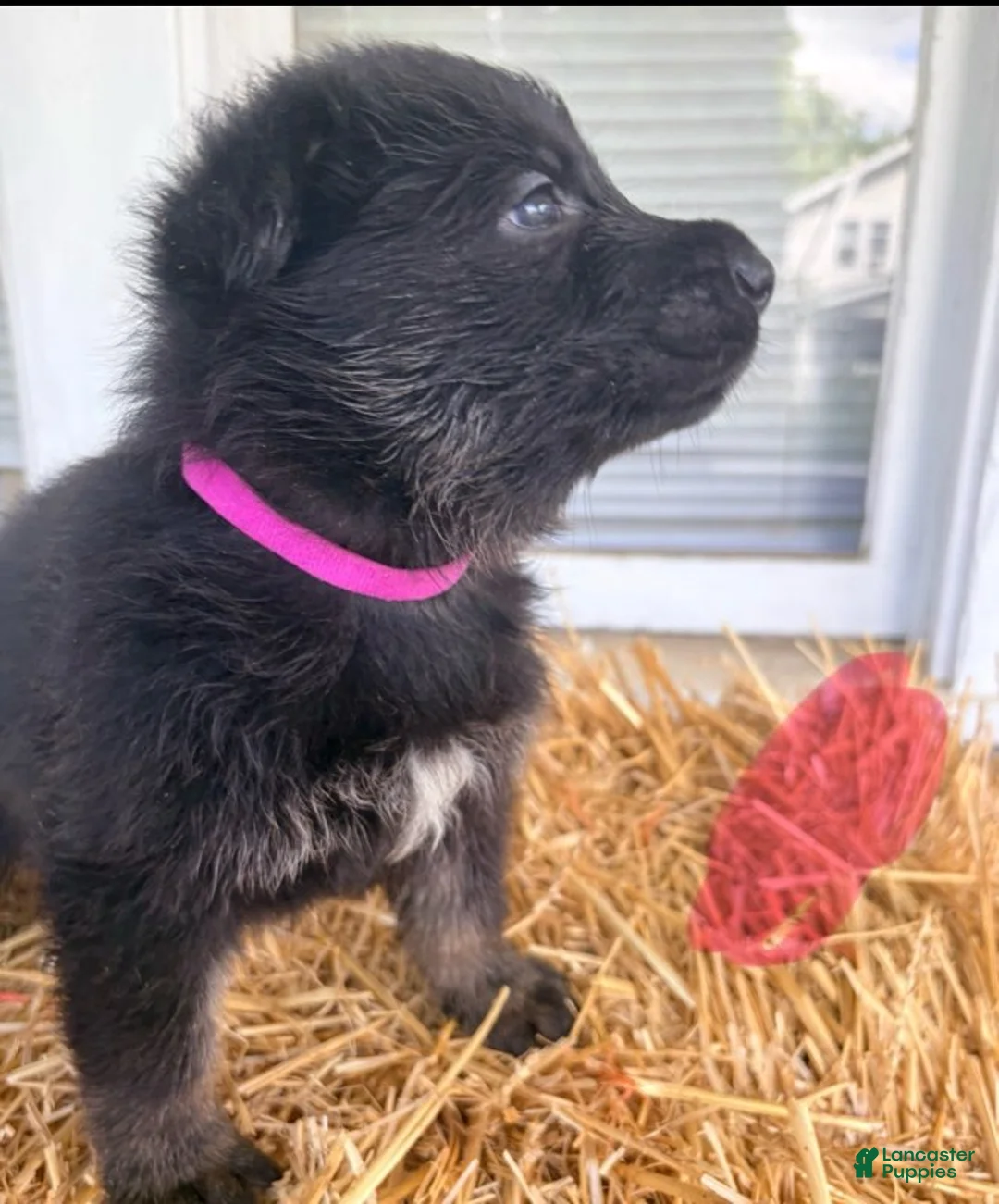 German Shepherd dogs for sale: Pink Collar - Ad 2