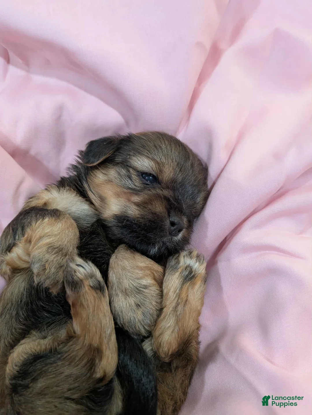 Mixed Breed dogs for sale: Mixed Breed Puppy 5 - Ad 2