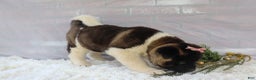 Akita dogs for sale: Rosa - Ad 10
