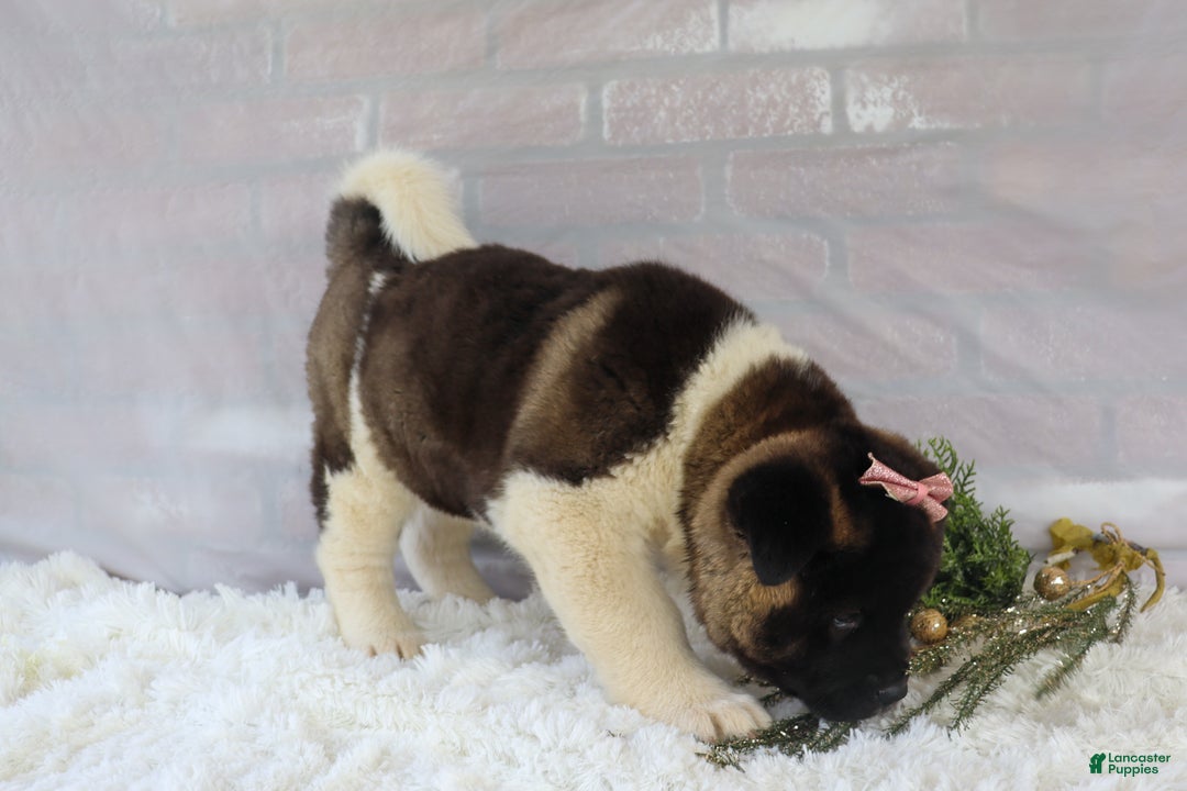 Akita dogs for sale: Rosa - Ad 10