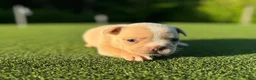French Bulldog dogs for sale: Lizzy - Ad 2