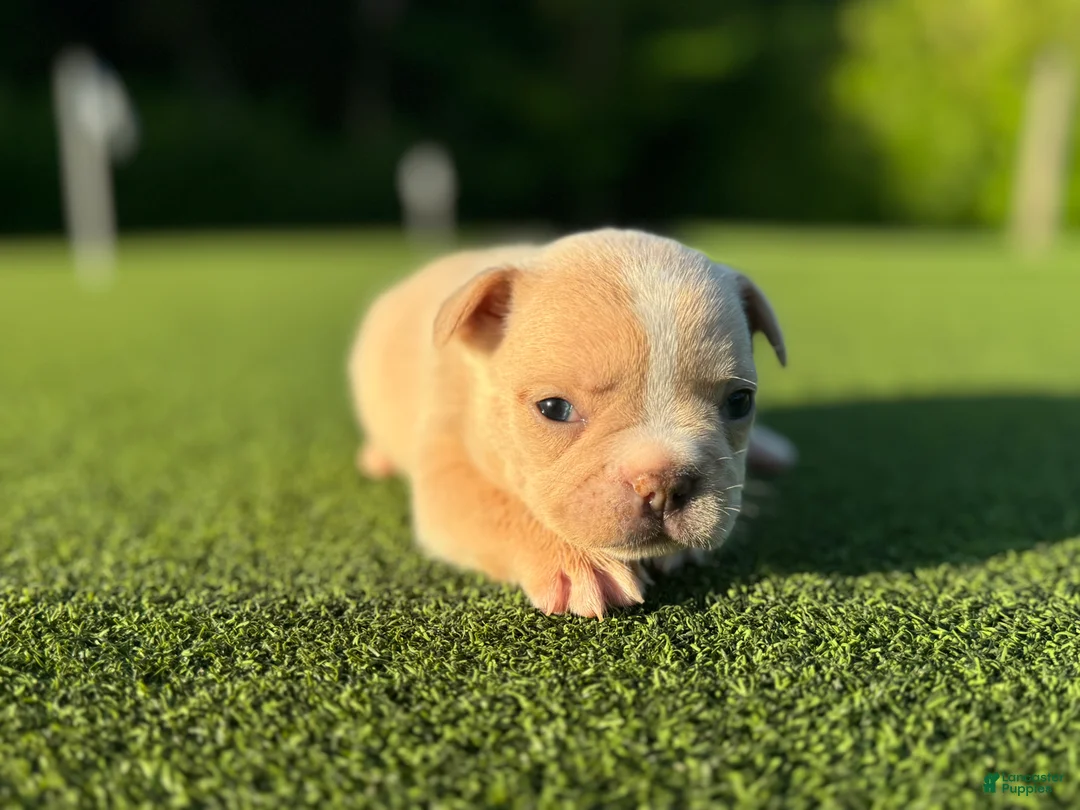 French Bulldog dogs for sale: Lizzy - Ad 2