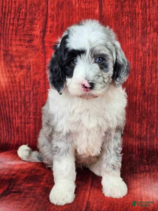 Mini Sheepadoodle dogs Parka - Ad 13