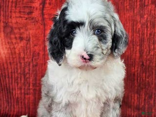 Mini Sheepadoodle dogs Parka - Ad 9