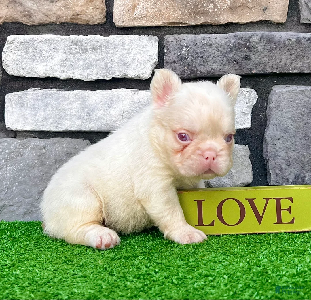 French Bulldog dogs for sale: Ace Pink - Ad 6