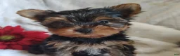 Yorkshire Terrier dogs for sale: Candy girl - Ad 11