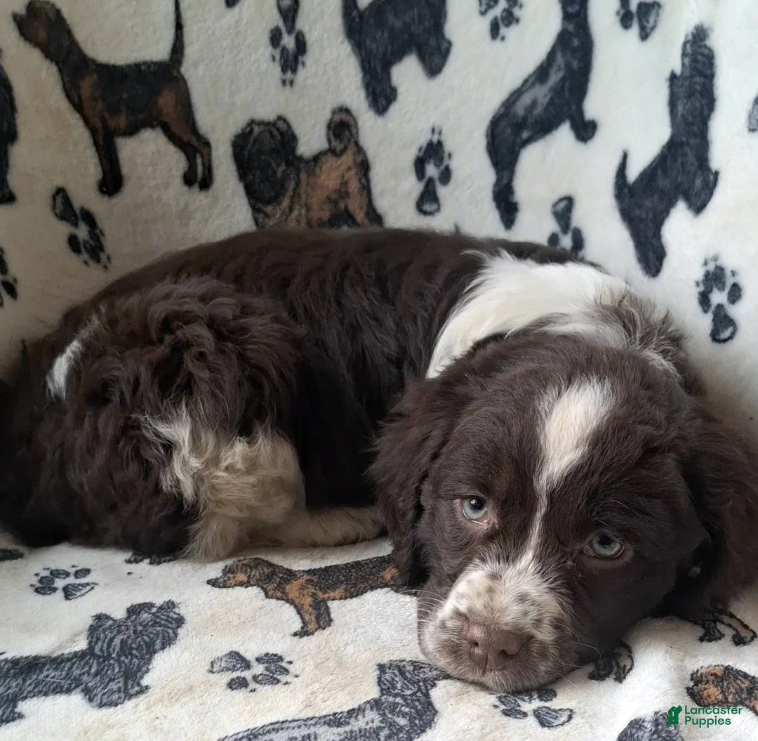 English Springer Spaniel dogs for sale: Belle - Ad 8