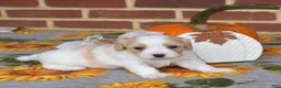 Cavachon dogs for sale: Chips - Ad 4