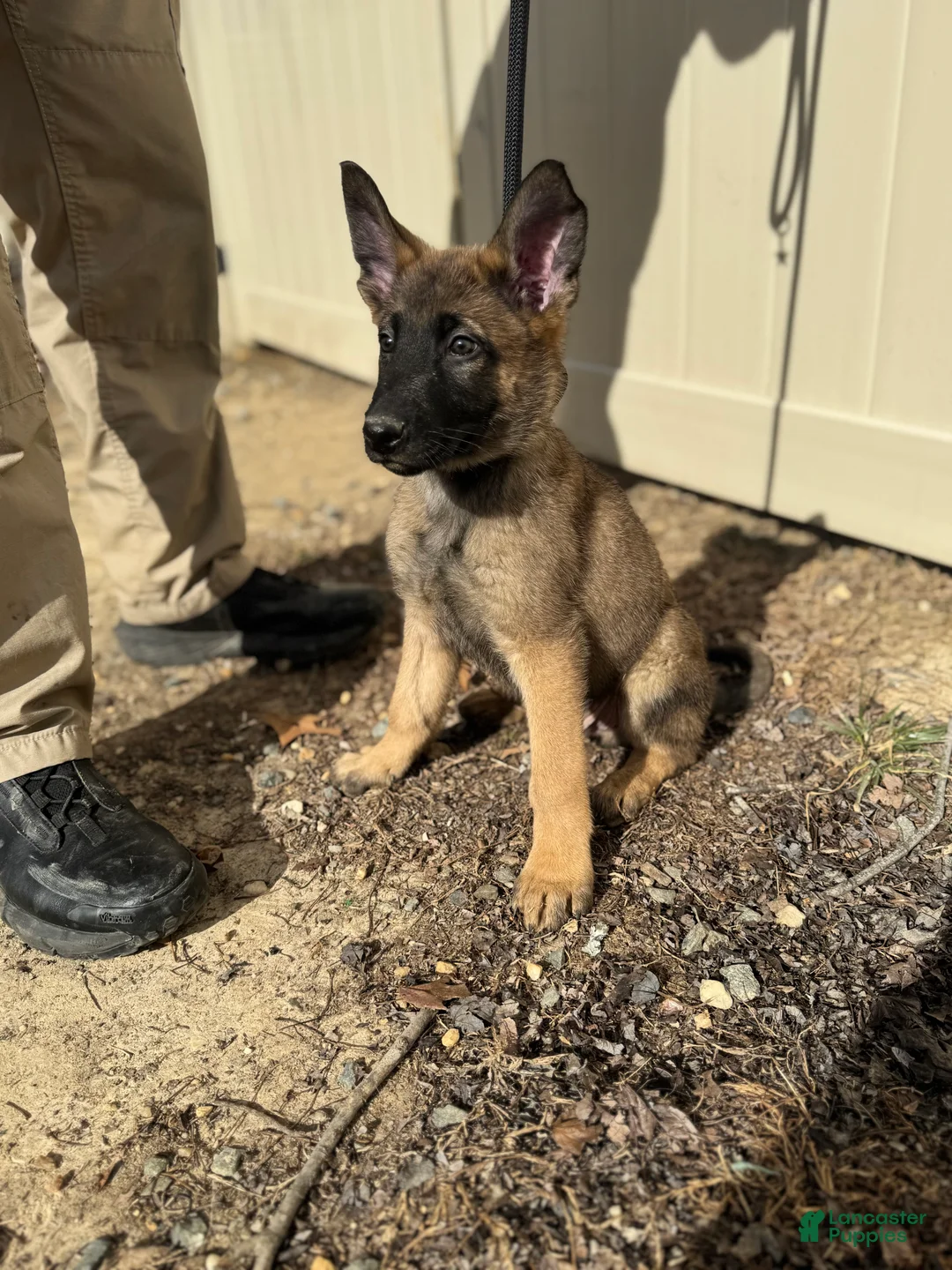 Mixed Breed dogs for sale: Black - Ad 3