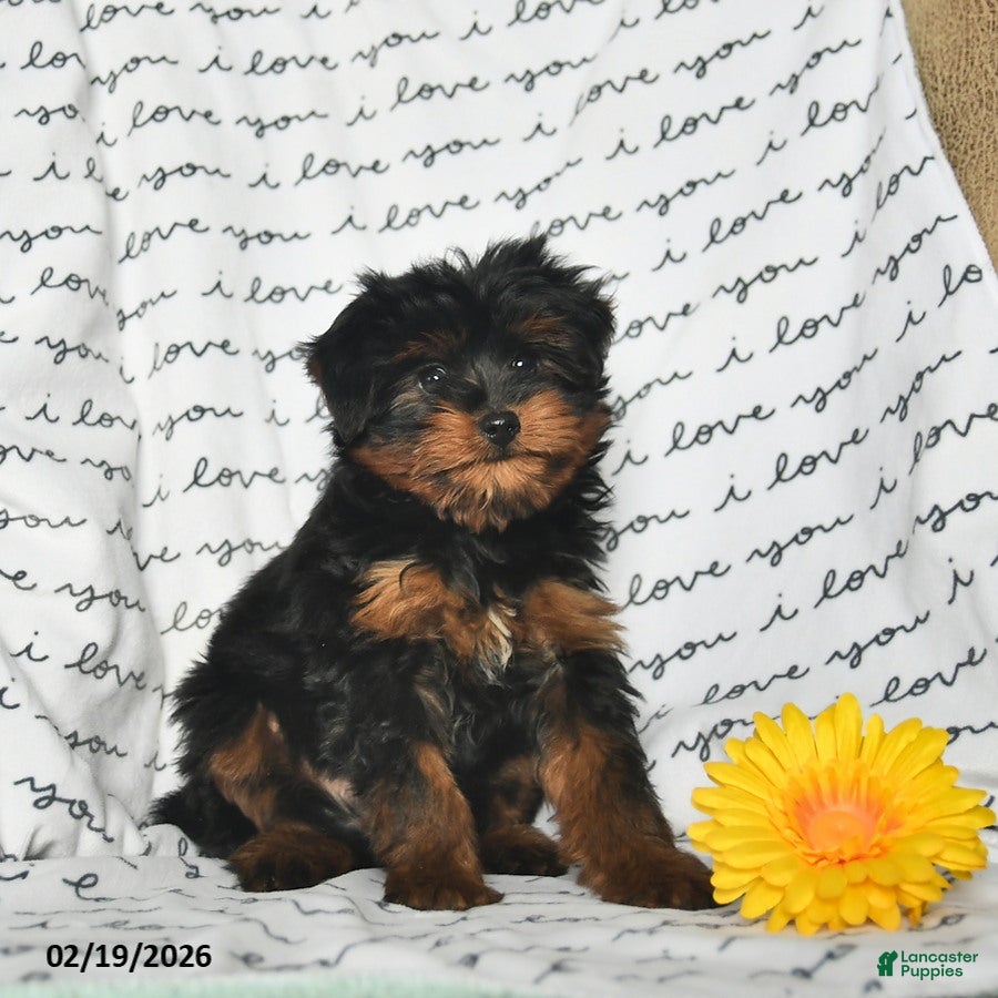 Yorkiepoo dogs Rem - Ad 2