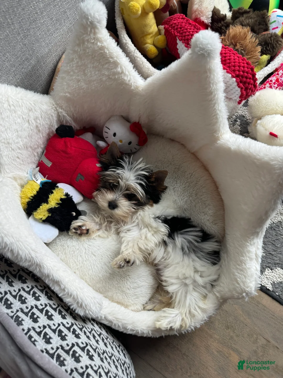 Gallery Image {{count}}