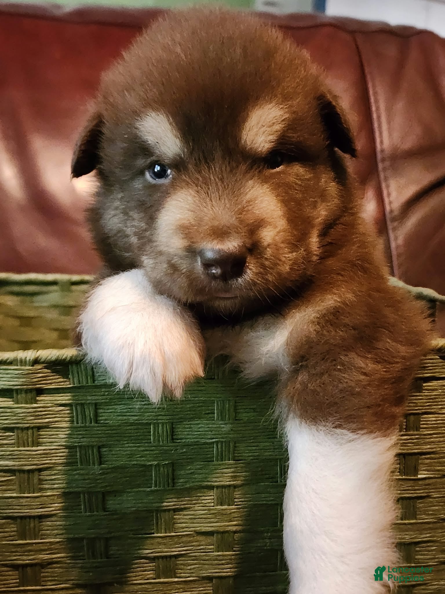 Magneto (Alaskan Malamute, Male) in North Lewisburg, OH