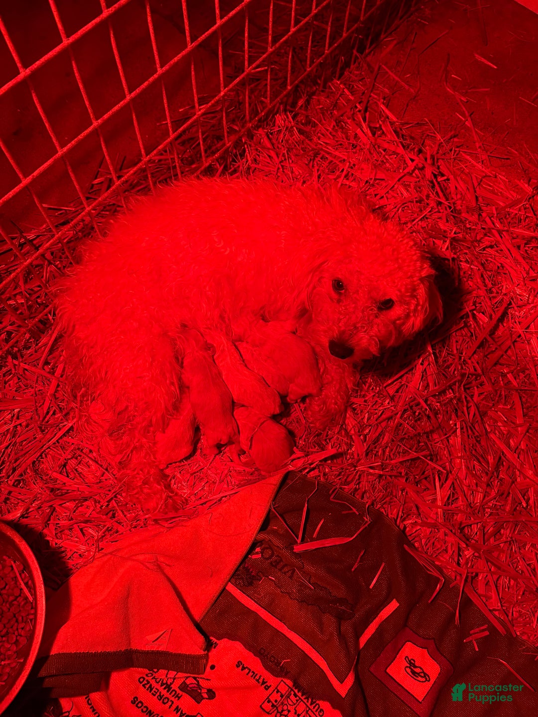 Bichpoo dogs for sale: Bichpoo Puppy 4 - Ad 3