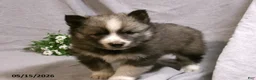 Pomsky dogs for sale: Max - Ad 3