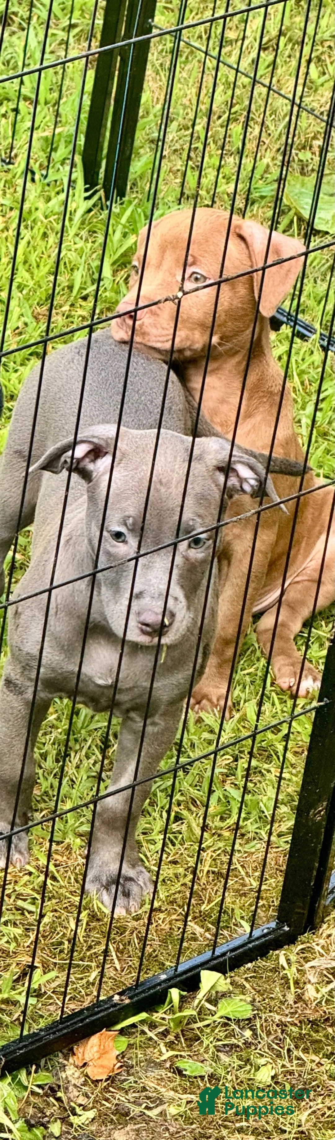 American Pit Bull Terrier dogs for sale: American Pit Bull Terrier 3 - Ad 1