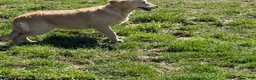 Golden Retriever dogs for sale: Janelle  - Ad 3