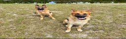 German Shepherd dogs for sale: Harley - Ad 8