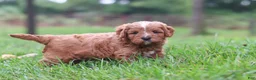 Cavapoo dogs for sale: Wesley - Ad 7