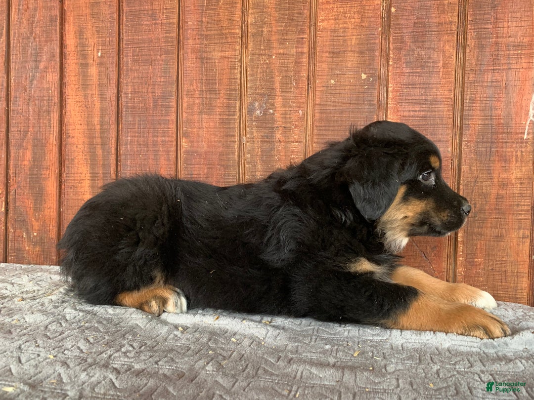 Mixed Breed dogs for sale: Joe - Ad 5