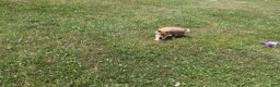 Shiba Inu dogs for sale: Doodle  - Ad 9