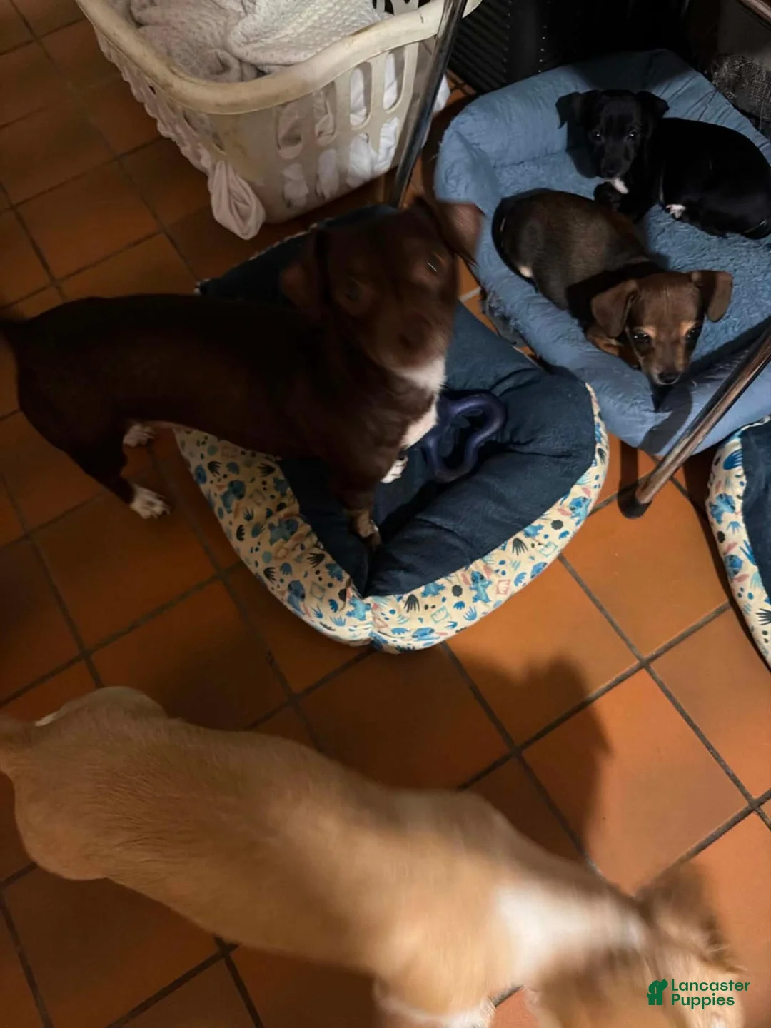 Jack Russell Terrier dogs for sale: Jack Russell Terrier 3 - Ad 2