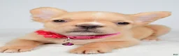French Bulldog dogs for sale: Penny - Ad 3