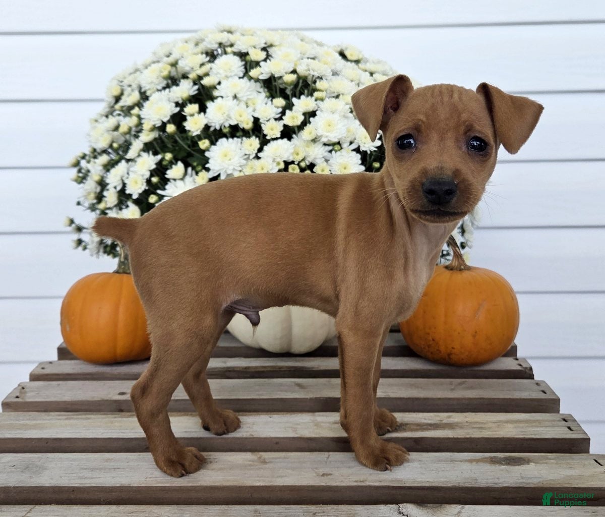 Miniature Pinscher dogs Leo - Ad 2
