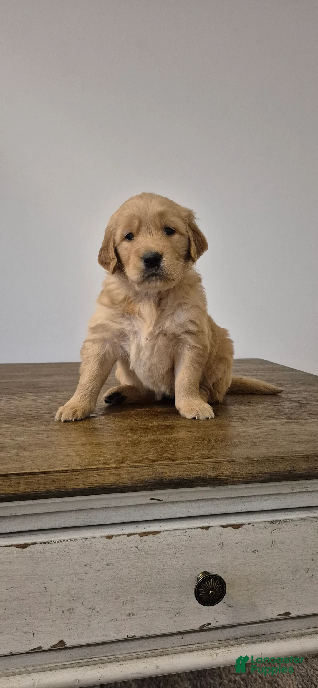 Golden Retriever dogs for sale: Tessa - Ad 3