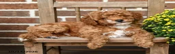 Miniature Poodle dogs for sale: Marshmallow - Ad 4