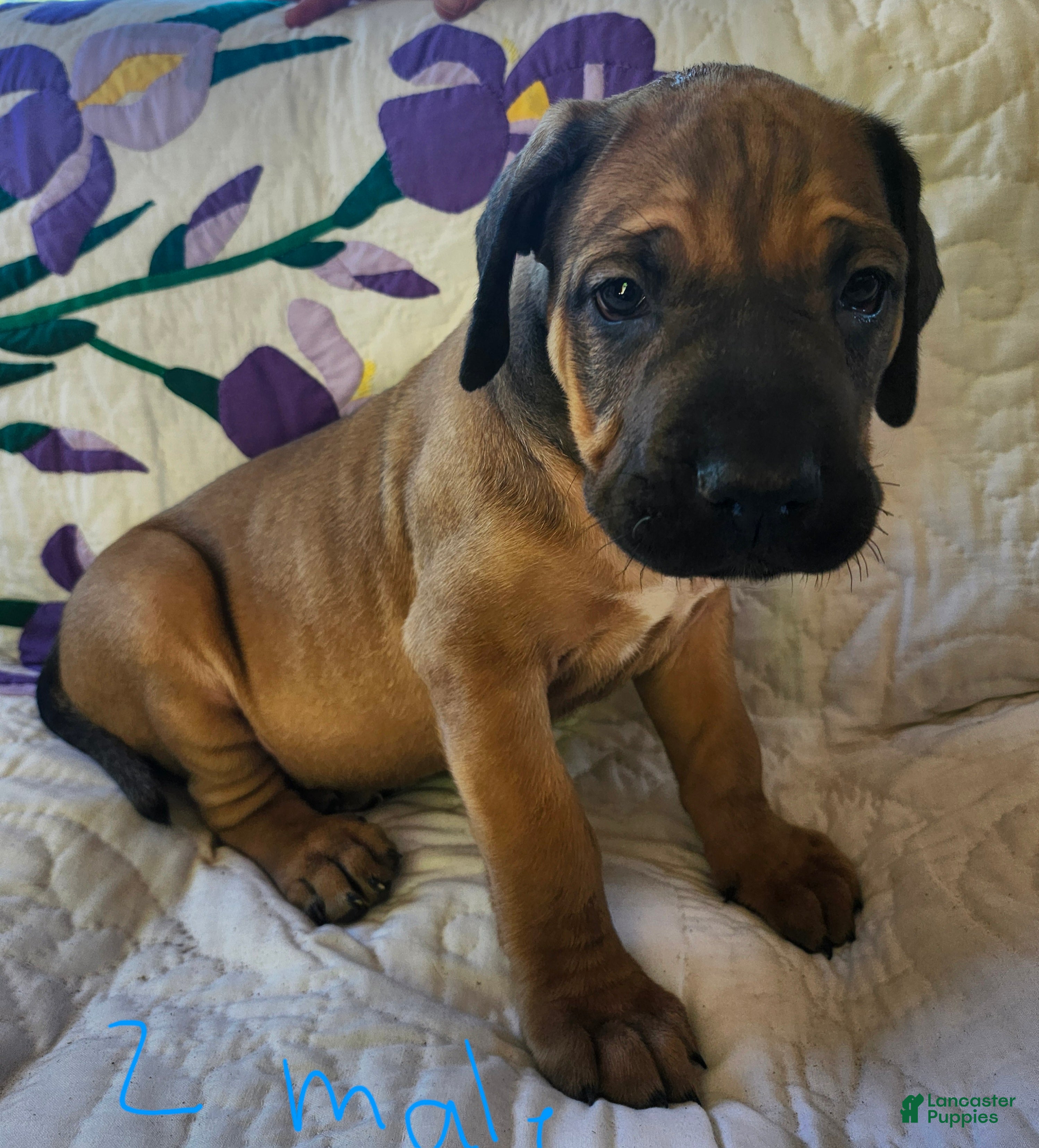 Bullmastiff dogs Bullmastiff Puppy 2 - Ad 2