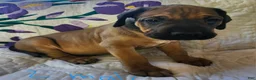 Bullmastiff dogs for sale: Bullmastiff Puppy 2 - Ad 2
