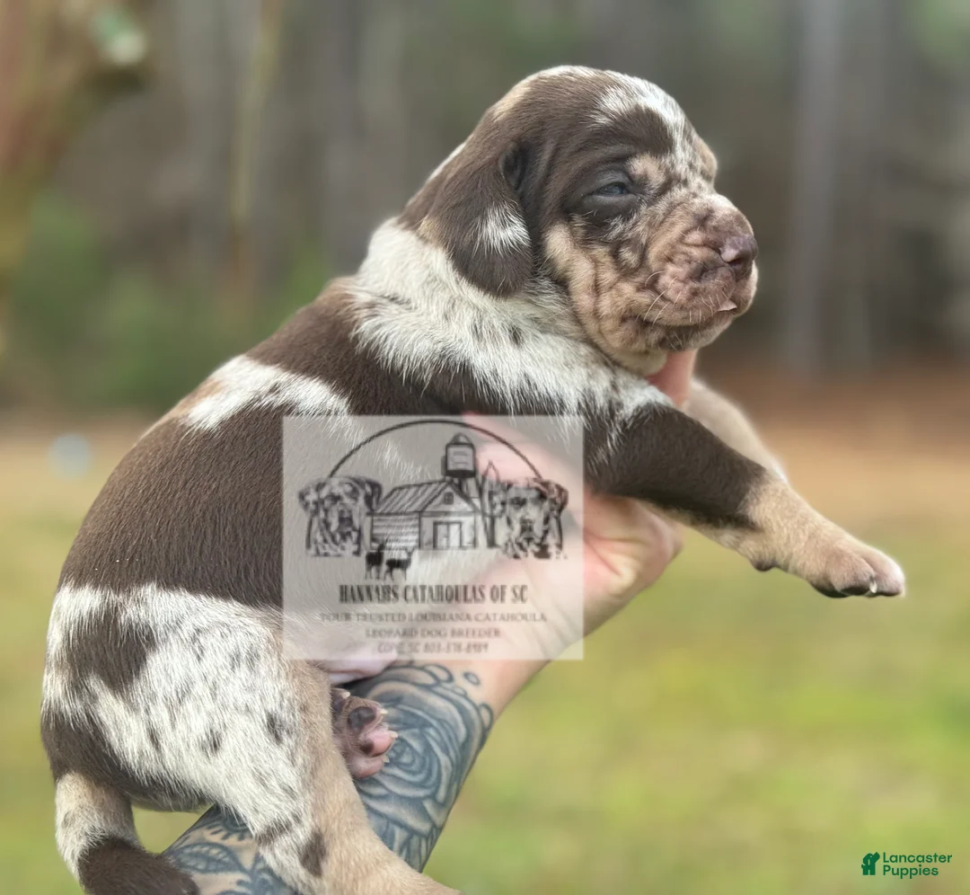 Catahoula Leopard Dog dogs for sale: Boy 1 - Ad 12