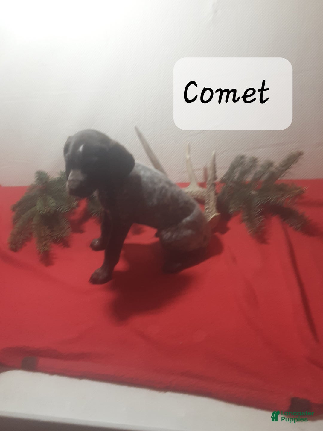 German Shorthaired Pointer dogs for sale: Comet - Ad 2