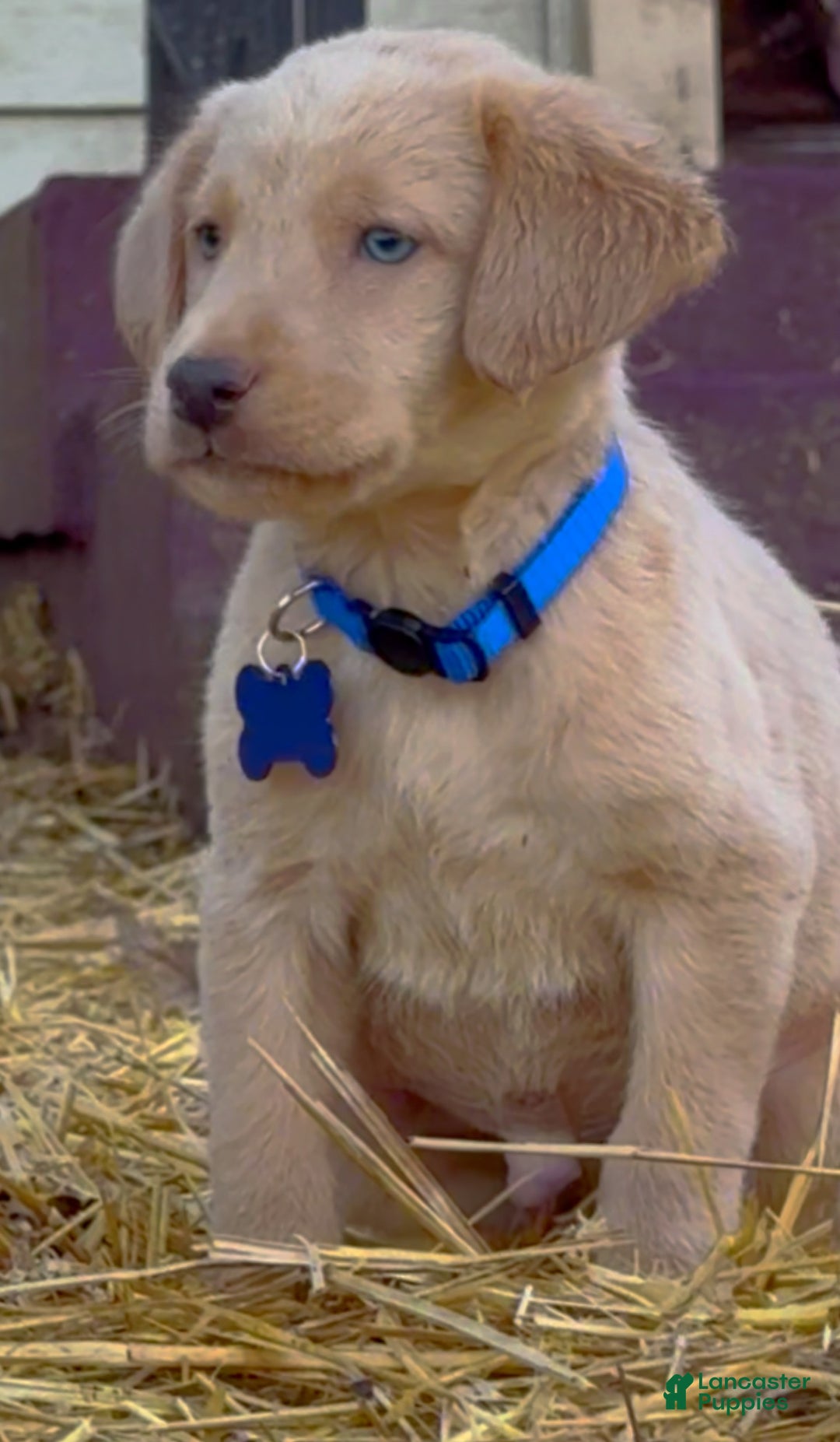 Labrador Retriever dogs for sale: Labrador Retriever Puppy 2 - Ad 17