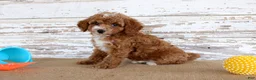 Toy Poodle dogs for sale: Teddy - Ad 5