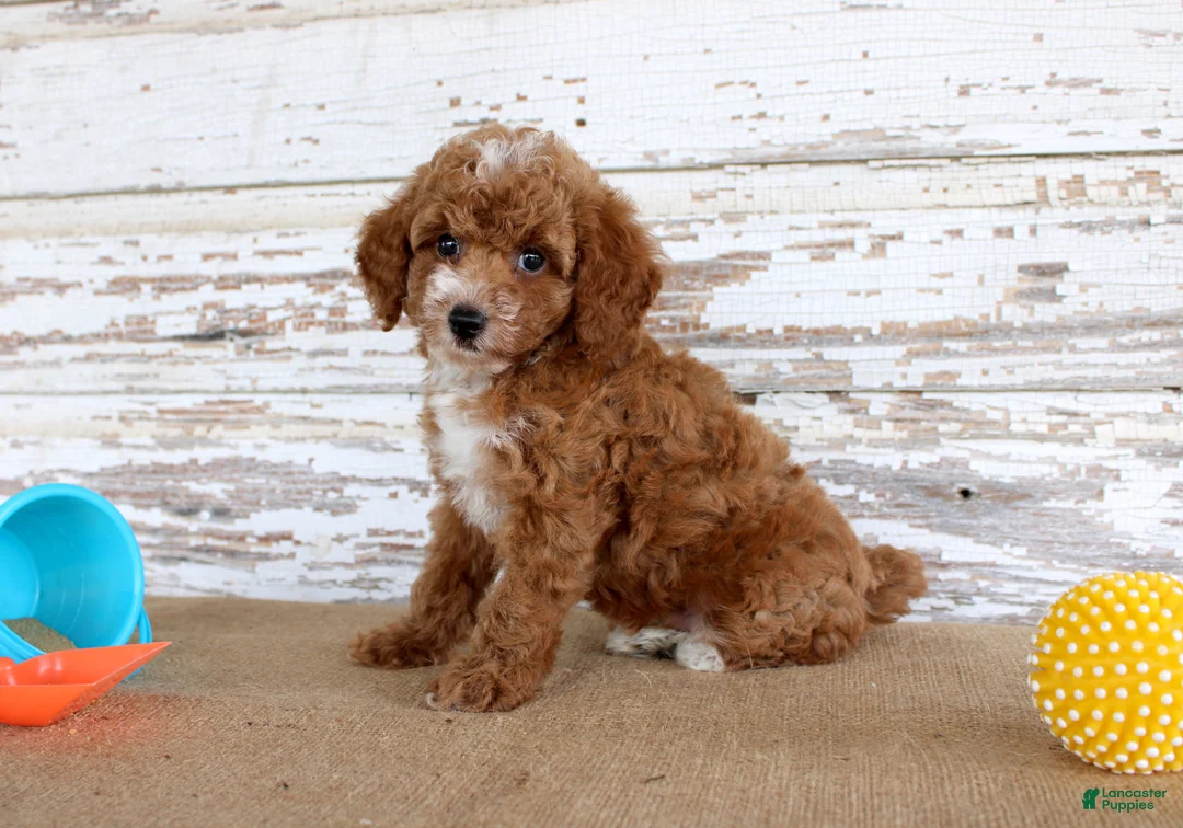 Toy Poodle dogs for sale: Teddy - Ad 5