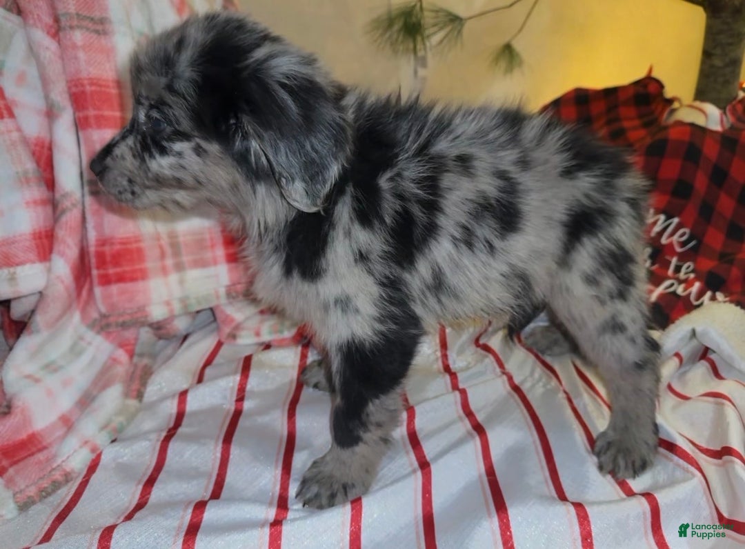 Mixed Breed dogs for sale: Brownie - Ad 3