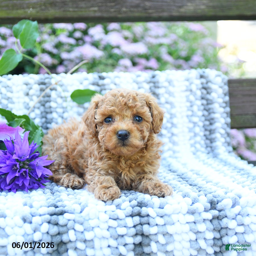 Miniature Poodle dogs for sale: Cash - Ad 3